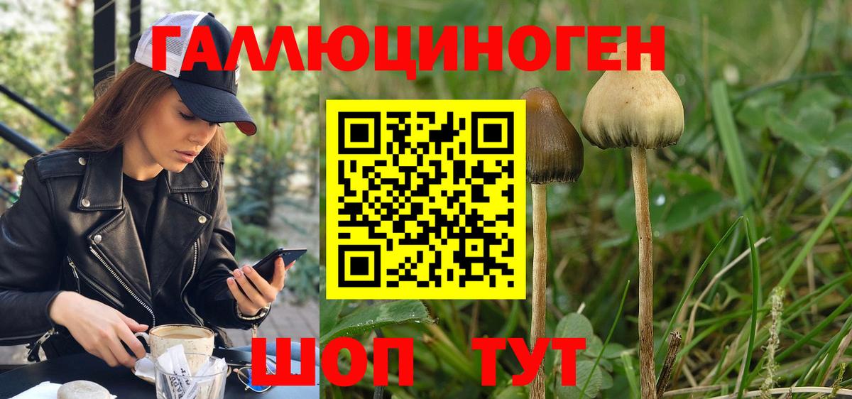 Псилоцибиновые грибы Psilocybe Спасск-Дальний